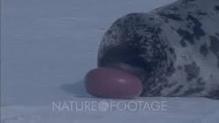 Adult, Male Hooded Seal On Ice Inflates Hood Or Crest