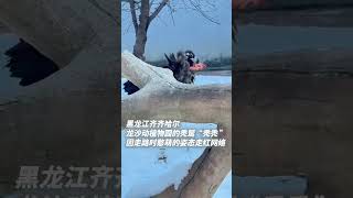 冰天雪地欢乐多 齐齐哈尔“雕哥”上线网友：好像人扮的，又演的不太像那种