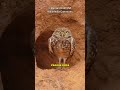 Burrowing Owl | The Adorable Owl