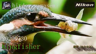 カワセミ　20200730　kingfisher　通称銀座道りの様子