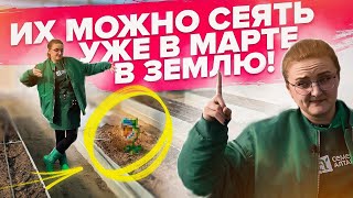 ЧТО ПОСЕЯТЬ В ТЕПЛИЦУ СЕЙЧАС? Самые холодостойкие растения!