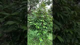 2 years old durian #pruning #durian #satisfying