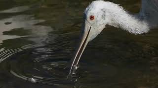 Roseate Spoonbill of South Padre Island 2024 December