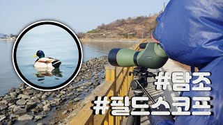 고배율 탐조 망원경 a.k.a. 필드스코프로 본 순천만의 청둥오리와 혹부리오리 #탐조