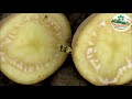 आलुमा लाग्ने रोग disease of potato aalu ko rog agrinepal