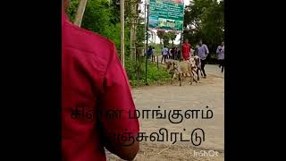 சின்ன மாங்குளம் மஞ்சுவிரட்டு