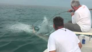 Cobia Fish Gets Annihilated by Bull Shark in Key West