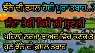 ਝੌਨੇ ਦੀ ਫ਼ਸਲ ਹੋਈ ਪੂਰੀ ਤਬਾਹ..?#floodinpunjab #paddycultivation#paddy#flood2023 #punjab#farming#flood