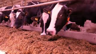 ADF Milking in Germany - Behind the scenes