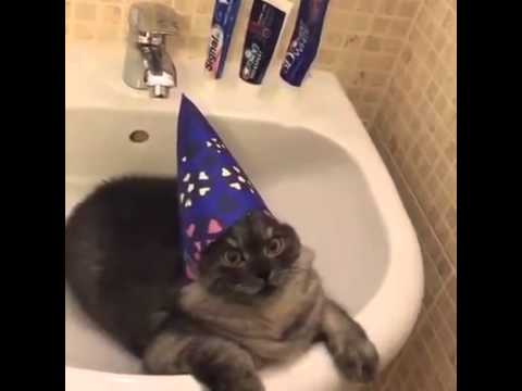 Wizard Of Cat Youtube