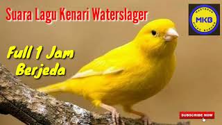 Masteran Suara Kenari Waterslager Berjeda Full 1 Jam