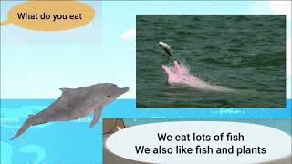 Meet the Animals 48: Humpback Dolphin