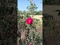 ગુલાબની ખેતી shorts viral trending rose