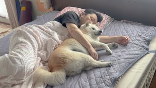 体調不良で寝込む母を独特な方法で元気づける柴犬