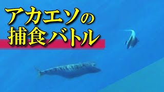 【 アカエソ 】肉食魚のドッグファイト　Synodus ulae