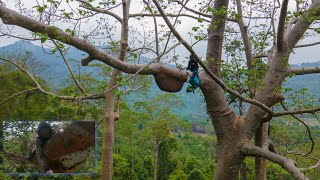 harvest wild honey យកឃ្មុំចង្អេលើដើមស្ពុងកម្ពស់30ម៉ែត្រ EP 134