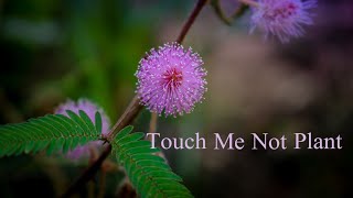 Touch Me Not || Shameplant || Mimosa Pudica || Sensitive Plant