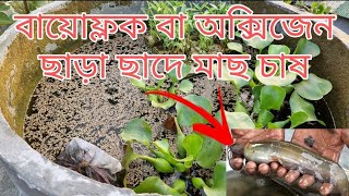 বায়োফ্লক বা অক্সিজেন ছাড়া ছাদে মাছ চাষ পদ্ধতি। Rooftop Fish Farming System Without Biofloc or Oxygen