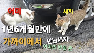 성묘가된 고양이가 어미를 알아보고 달려갔는데..