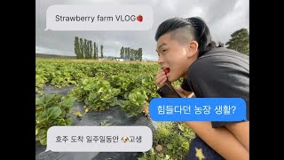 [호주워홀] 딸기농장vlog / 진짜 개 빡세.. 죽을거 같아