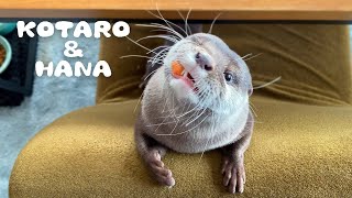 カワウソコタローとハナ いつも魚を盗られるコタローの防御策　Otter Kotaro\u0026Hana How to Protect Fish From The Thief