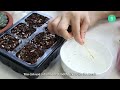 how to germinate succulents from seeds