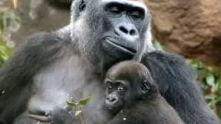 #04 Cute Baby Gorilla(one-year-old) and mom.かわいいゴリラの赤ちゃん（一歳）と母ゴリラ。