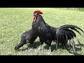 日本鶏の世界③　日本鶏の歴史　中世～近代　the world of native japanese chickens