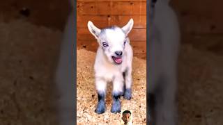 Adorable Baby Goat 🐐😍 #shorts#viral #trending ..