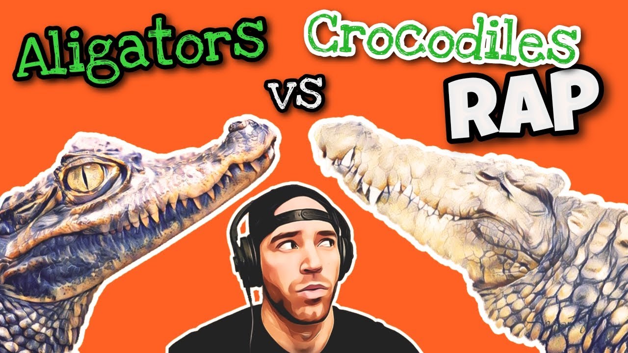 Learning The Difference Between Crocodiles & Alligators (FUNdamental ...