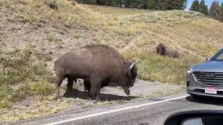 Bison headbutts car in Yellowstone National Park