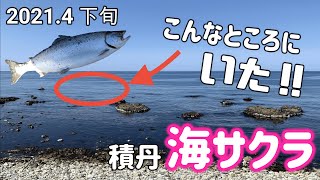 【海サクラマス】車運転してたらサクラの跳ねを見つけて…