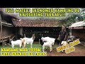 MATERI TERBARU, EKONOMIS FREE ONGKIR SE JAWA!! KAMBING PE KALIGESING