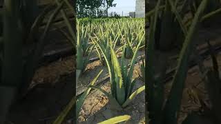 Modern Aloe Vera Agriculture Aloe Vera Farming \u0026 Aloe Vera Harvesting Processing of Aloe Vera Gel #