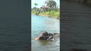 wild elephant trap in concrete waters. #elephantlove #bbcearth  #wildliferescue #elephantsanctuary