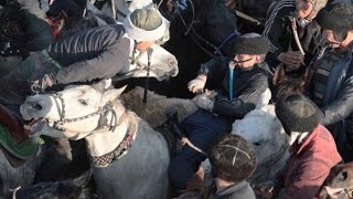 Көкпар GoPro clip buzkashi horse Кокпар 2016 pferd видео