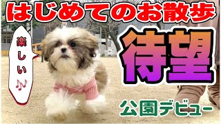 【Hana's first walk】ハナちゃん初めてのお散歩🐾 生後4ヶ月 シーズーの女の子