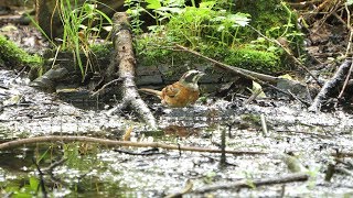 河口湖フィールドセンターのホオジロ（雄）の水浴び　その１８（4K60P動画）