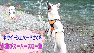 ホワイトシェパードさくらの楽しい水遊び☆【スーパースロー】