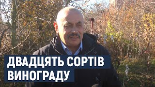 Вирощує на своїй присадибній ділянці хмельничанин Владислав Бігун