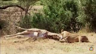 Giraffe vs lions អូដ្ឋកវែងប្រយុទ្ធជាមួយនឹងសត្វតោ