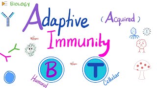 Adaptive (Acquired) Immunity | Immunology | Biology 🧬