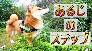 【柴犬こむぎ】あるじの衝撃の事実を知った柴犬こむぎは容赦なし　半泣きの里山ジブリ【主人のステップ】