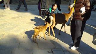 かわいいバンビ！＠奈良公園 その39