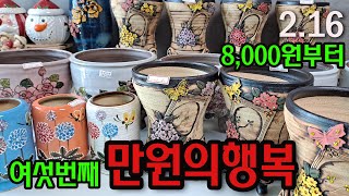 #신비의다육정원 - 만원의행복 여섯번째 8000원 부터 시작해요^^ / 가마가 다시 열렸어요