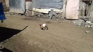 Amazing! Rabbit mating with chicken hen on the street