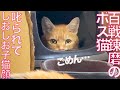 百戦錬磨のボス猫、叱られてしおしお子猫顔になる The boss cat's face when he was scolded