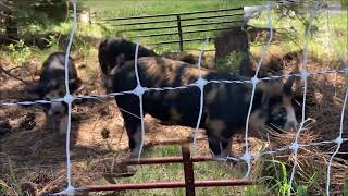 Pig Tractor Move