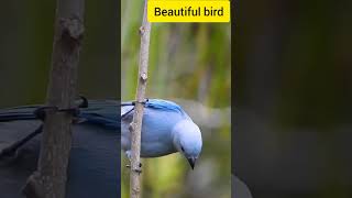 Do you know about this beautiful bird#shorts#youtubeshorts #shortvideo #viralshort