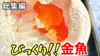 【野浪養魚場】総集編‼︎2024年に撮影したレジェンドの金魚をこの動画で全て見せます‼︎数多くの巨大金魚も登場します‼︎